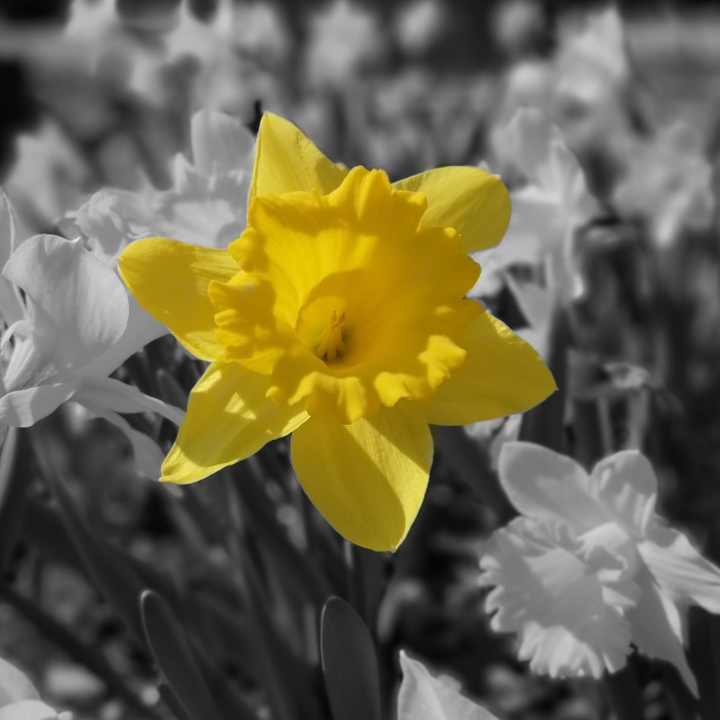 daffodil
