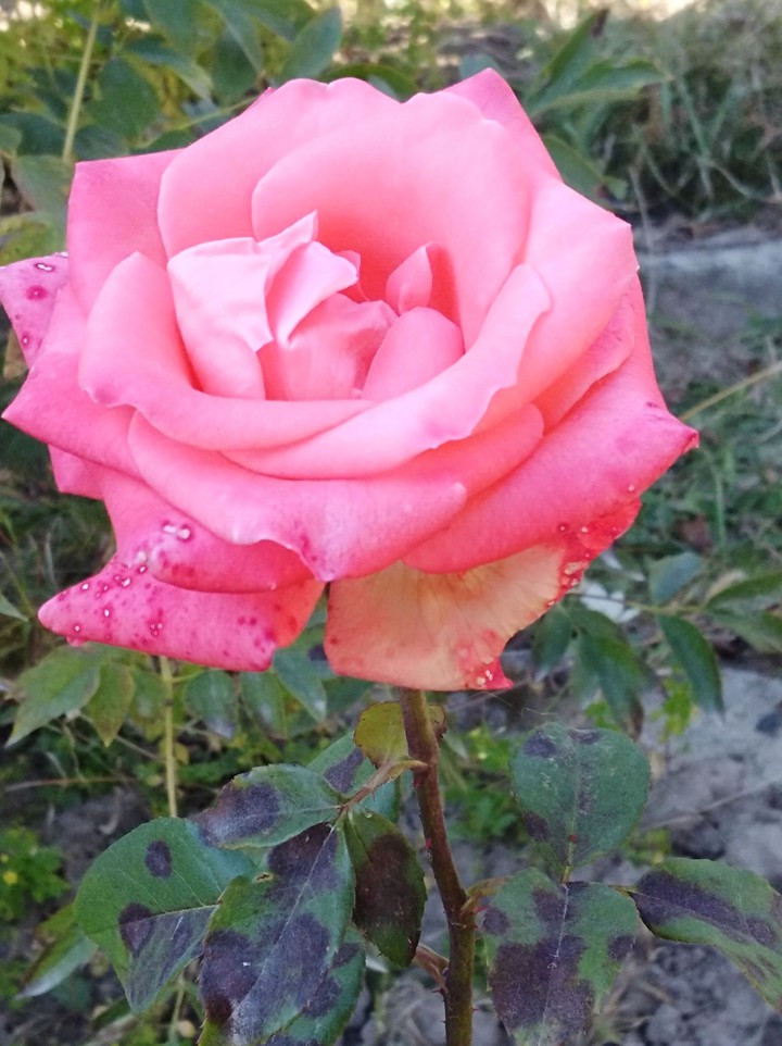 rose