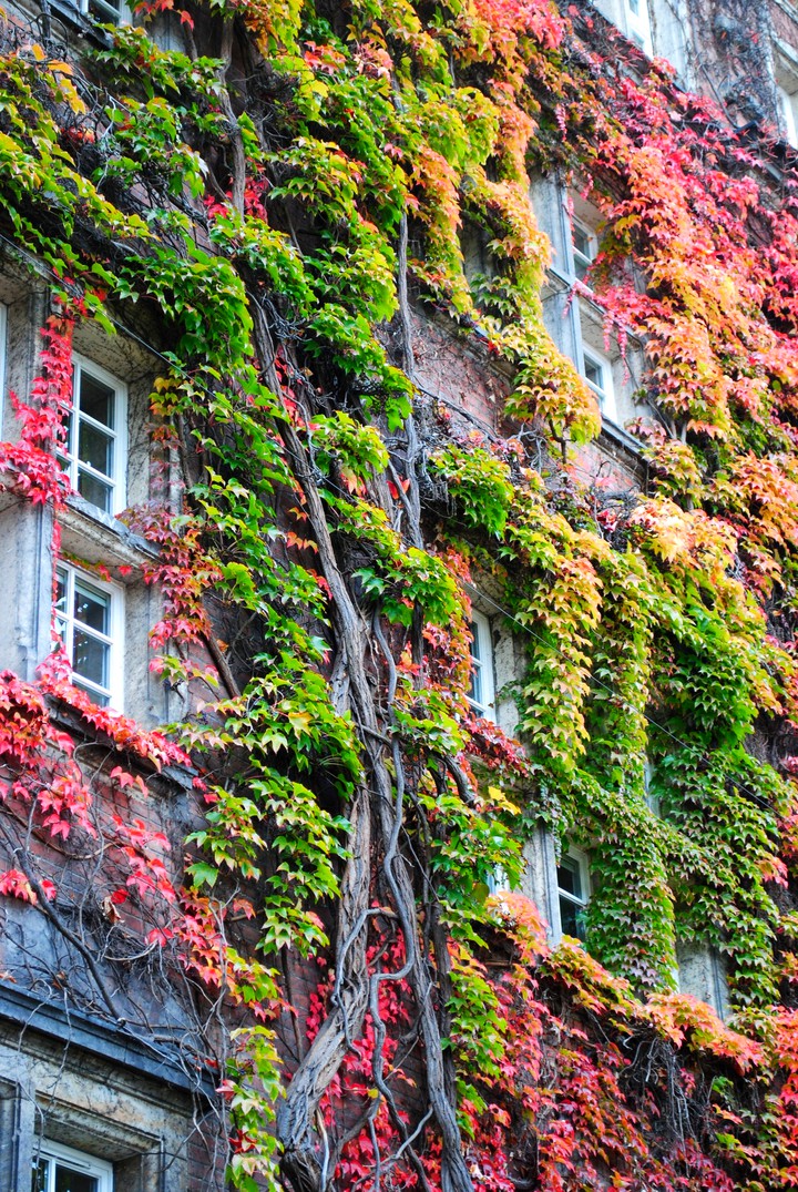 Fall
