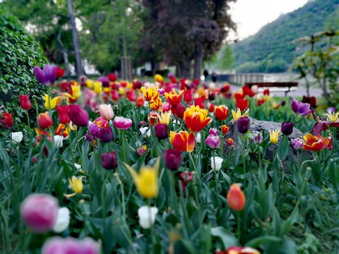 Tulpen