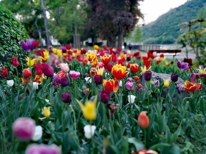 Tulpen