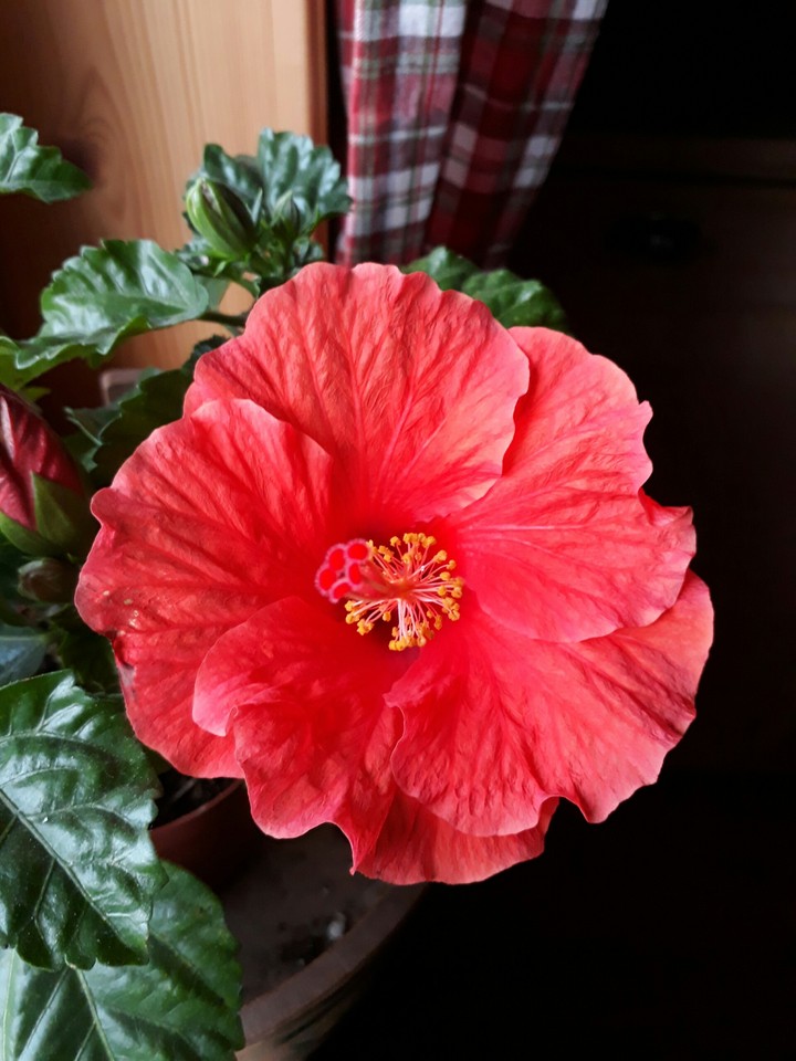 ibiscus in my house