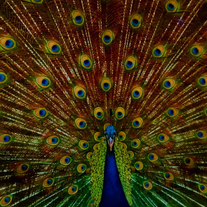 Ein pfau