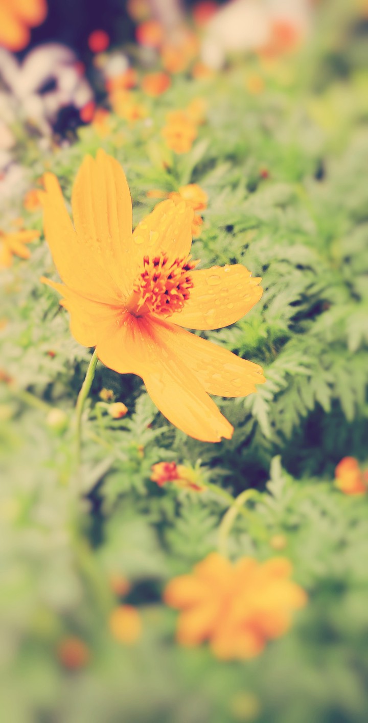 flower