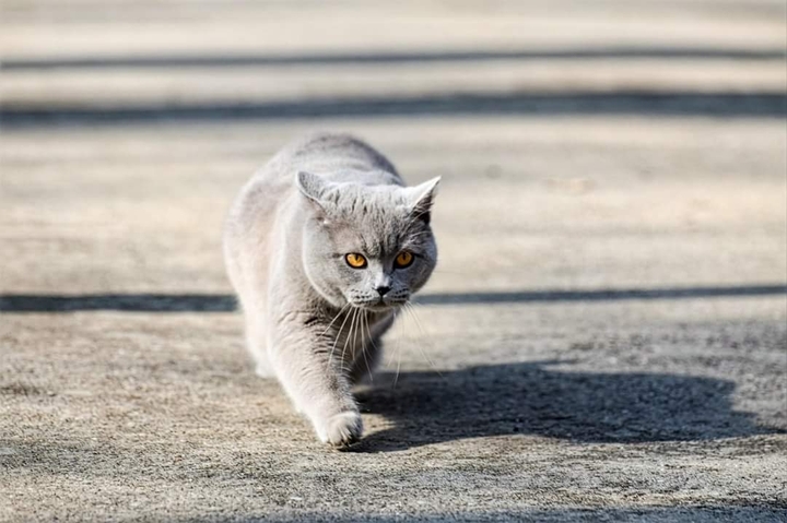 cat