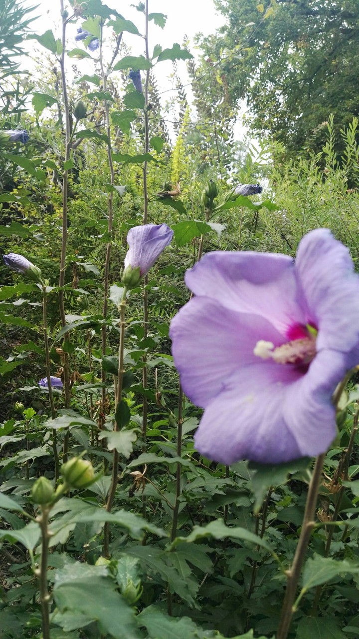 Flor
