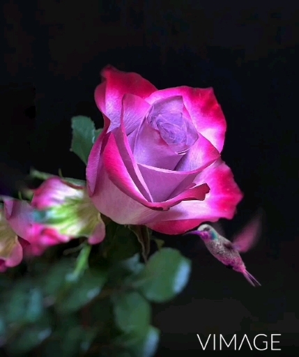 Roses & Hummingbird