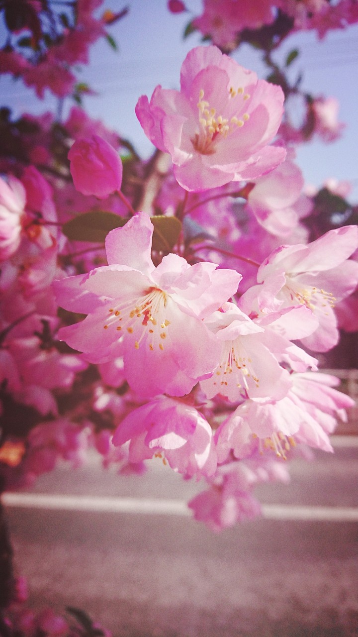 flower
