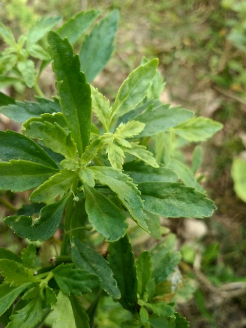 leaf, herb壁纸