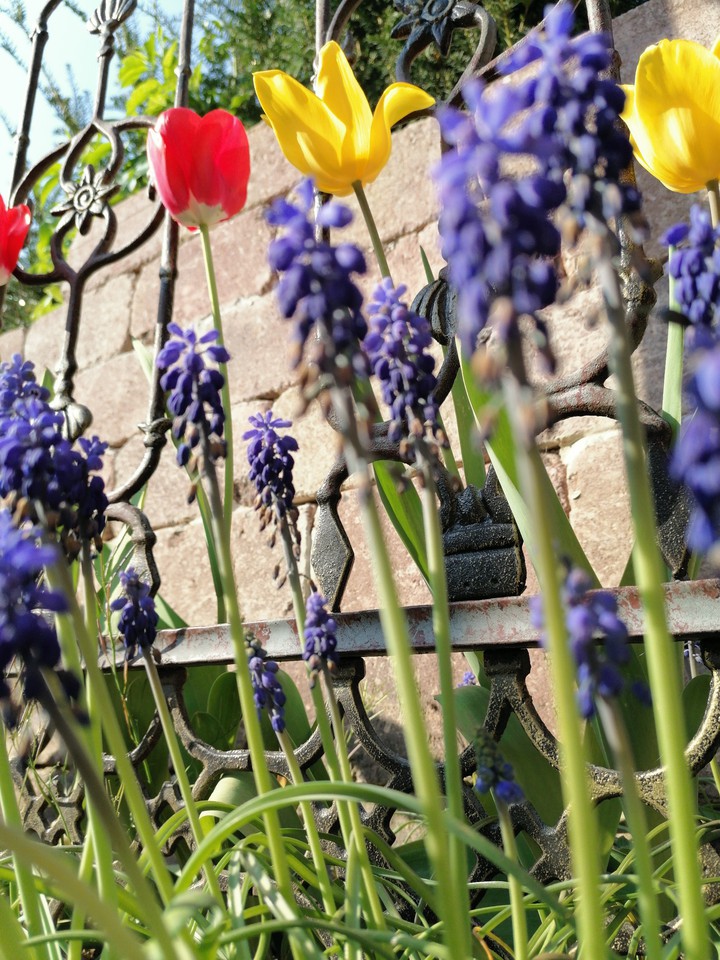 Flowers in the Sun