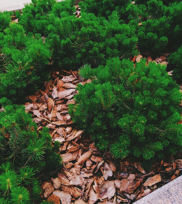 trees