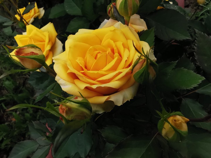 Rose