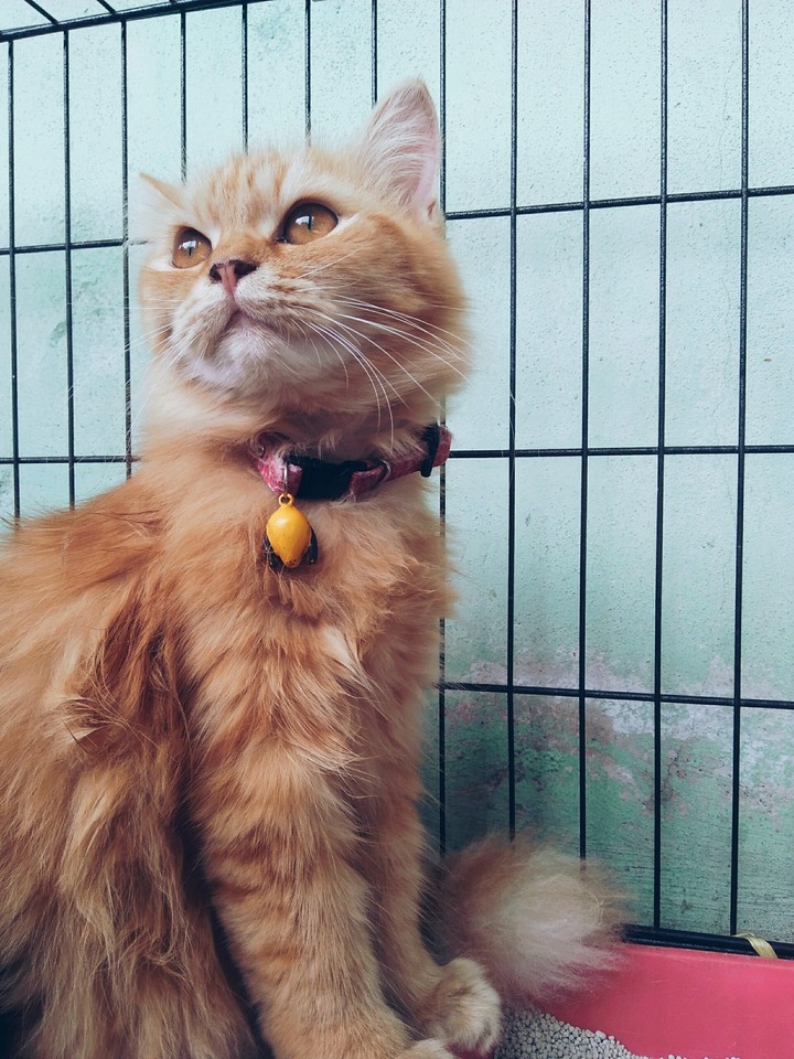 caty