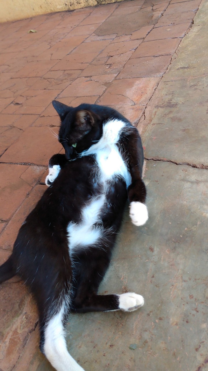 cat