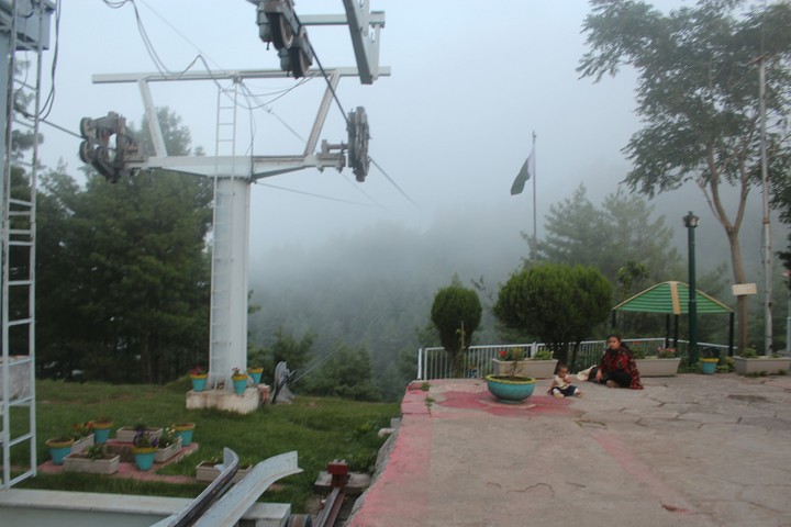 Murre