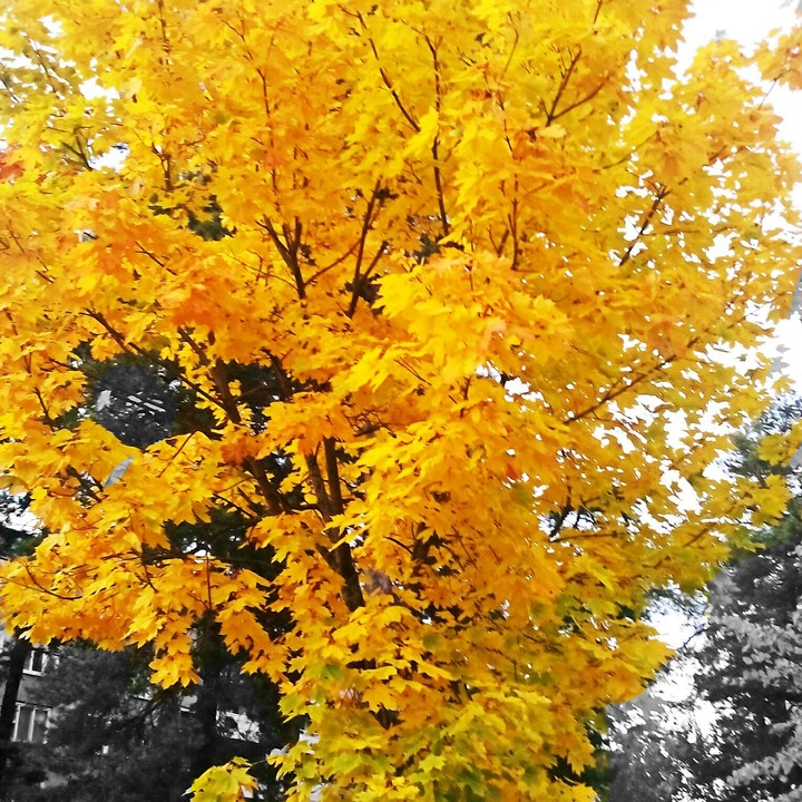 autumn tree