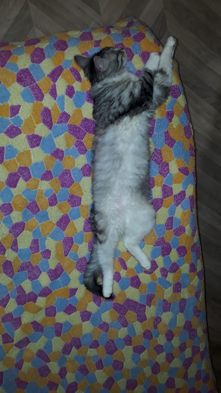 кошка