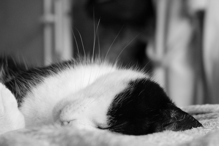 Un chat qui dort
