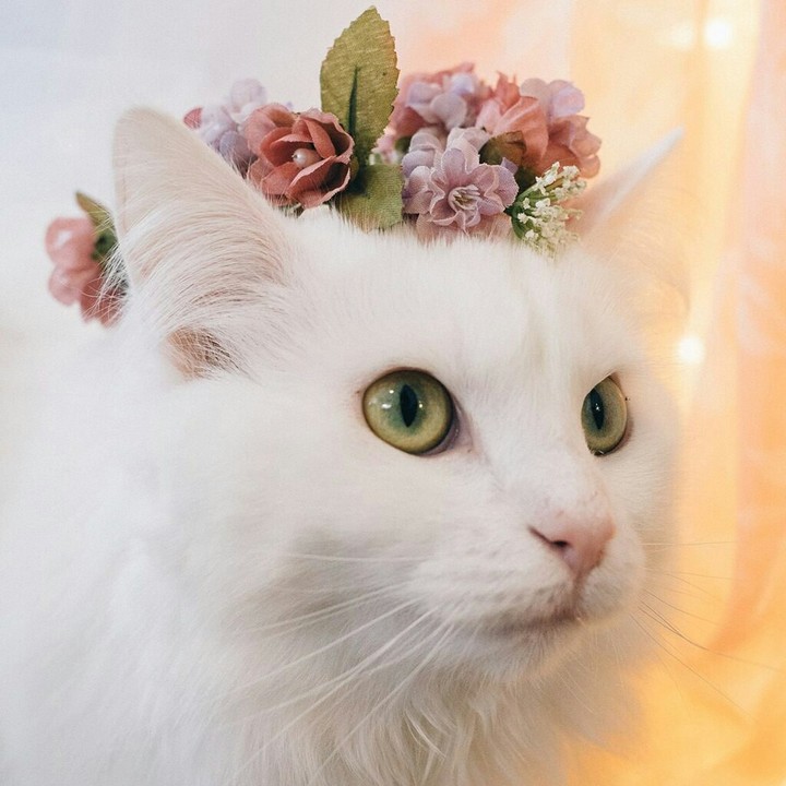 весенний кот