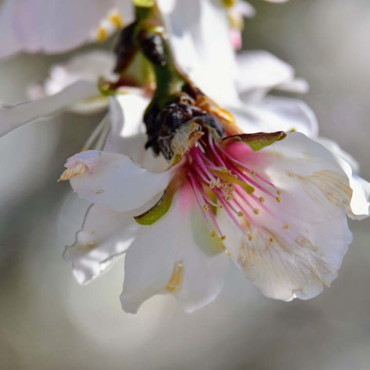 The almond Blossom