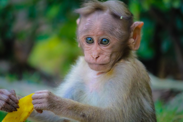 the cute monkey