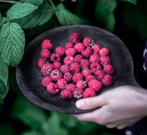 boysenberry, tayberry Hintergrundbilder