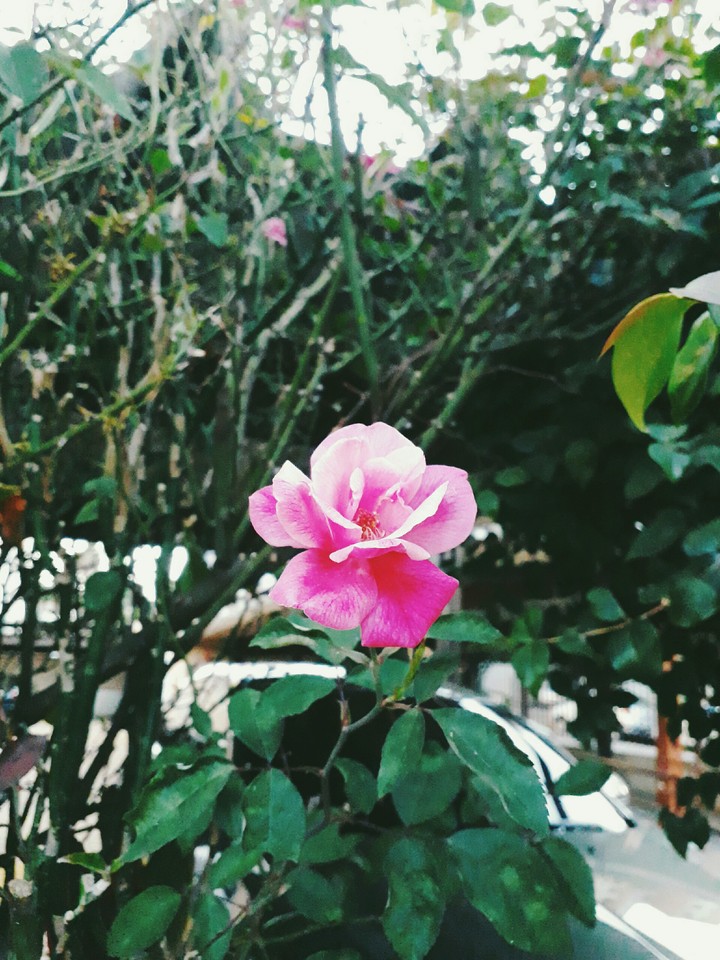 I don't know the name of this flower...