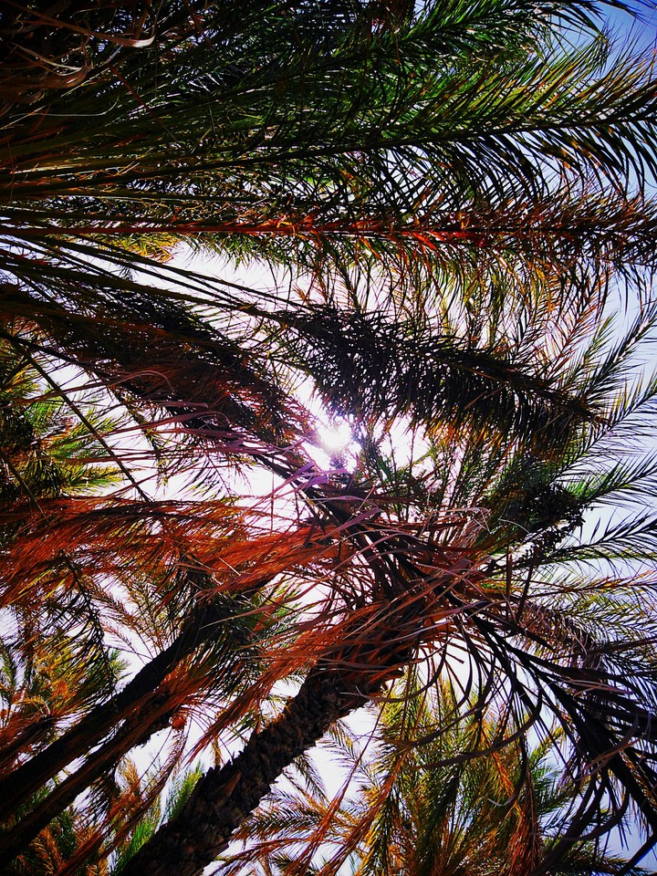 palm tree and sun