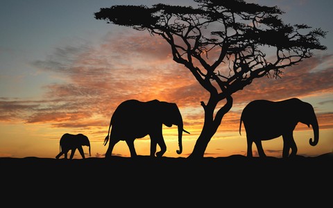 Africa