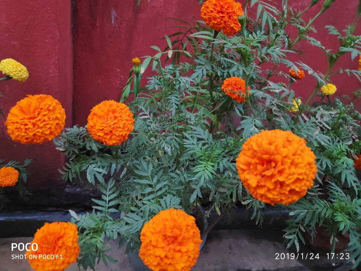 marigold