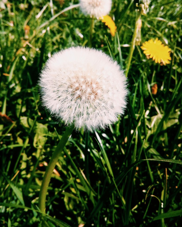 Dandelion