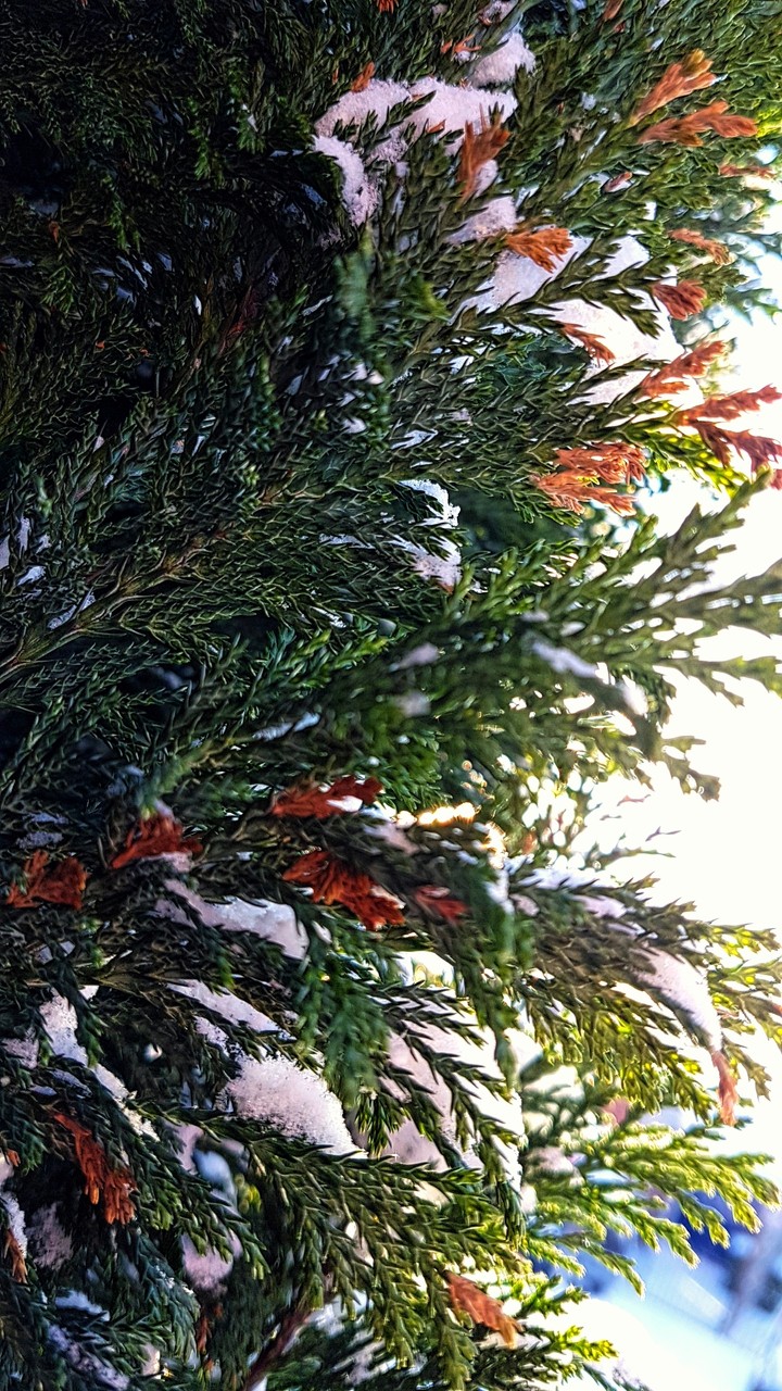 winter