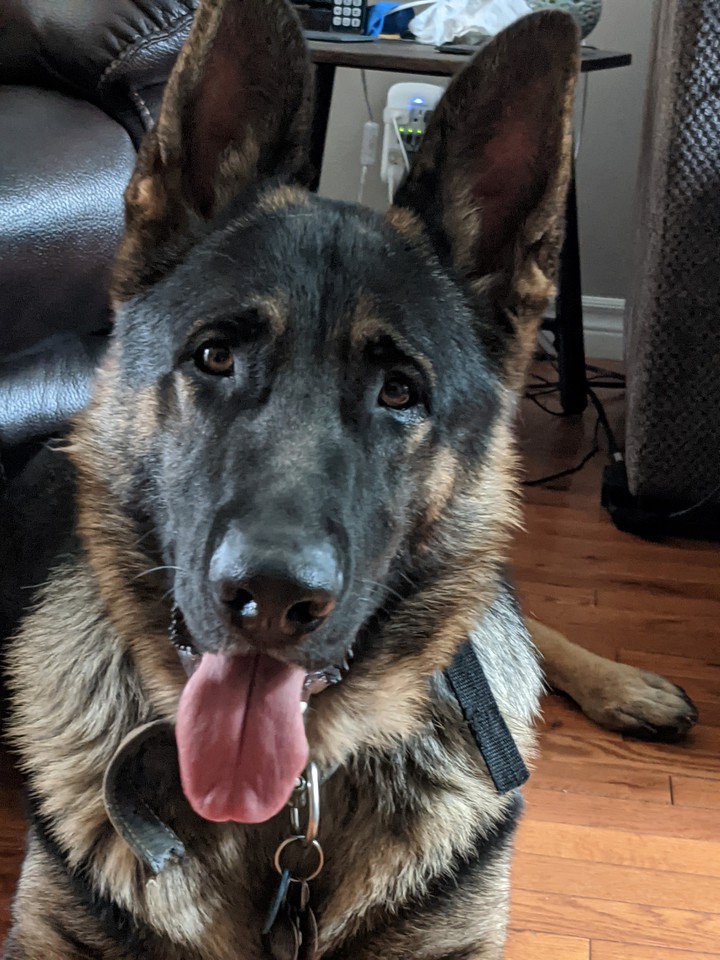 ❤️ German Sheppard ❤️