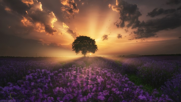 Lavender Fields