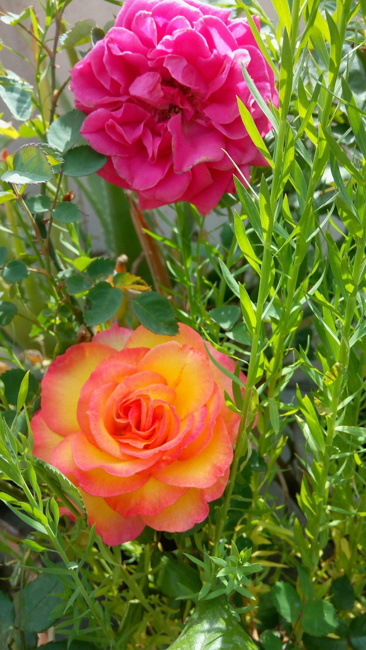 nature's beauty