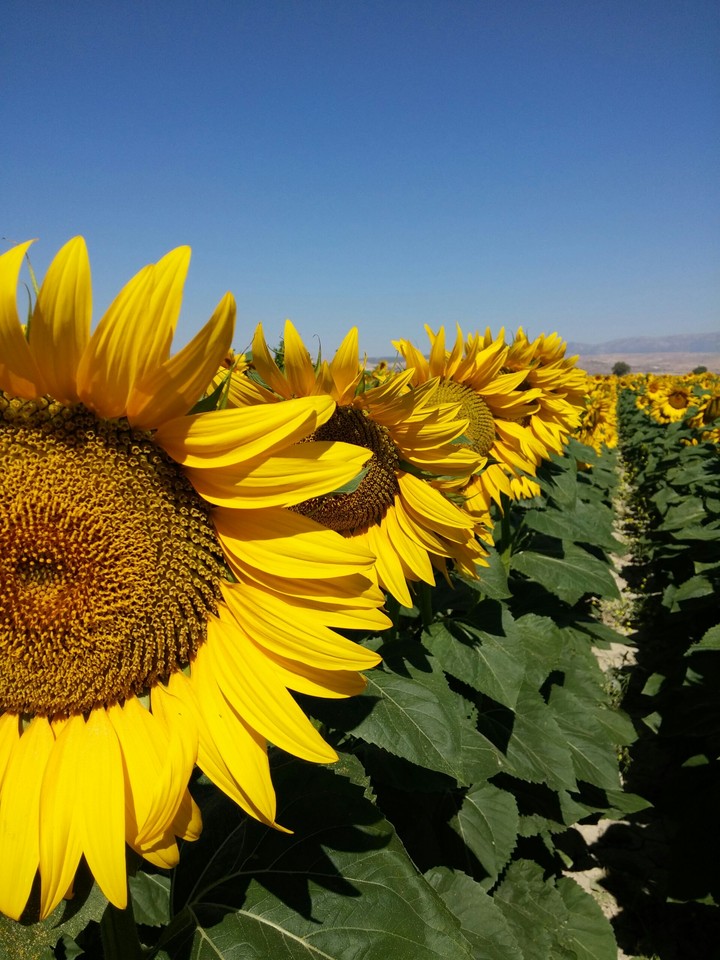 Sunflower