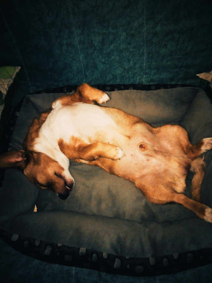 Dog love
