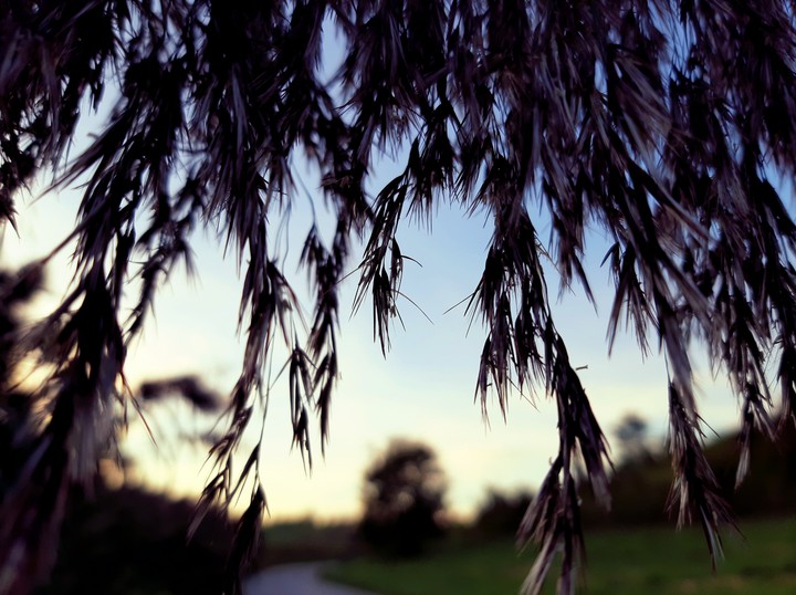 Evening walk