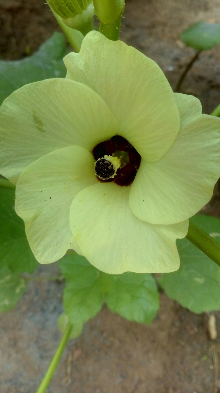 ladies finger flower