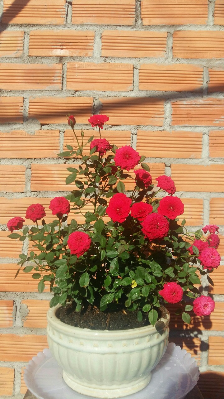 lovely tree