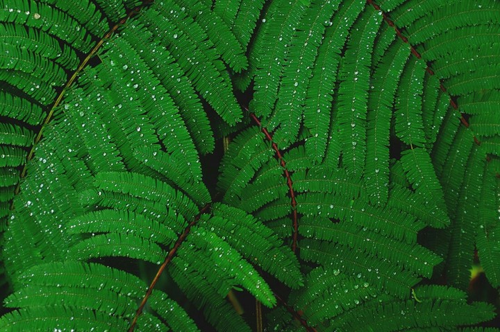 Leaf.