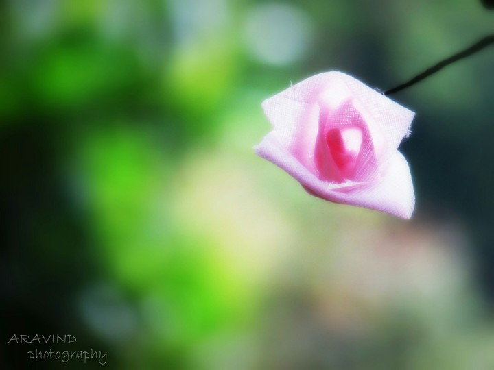 #rose#arphtotgraphy