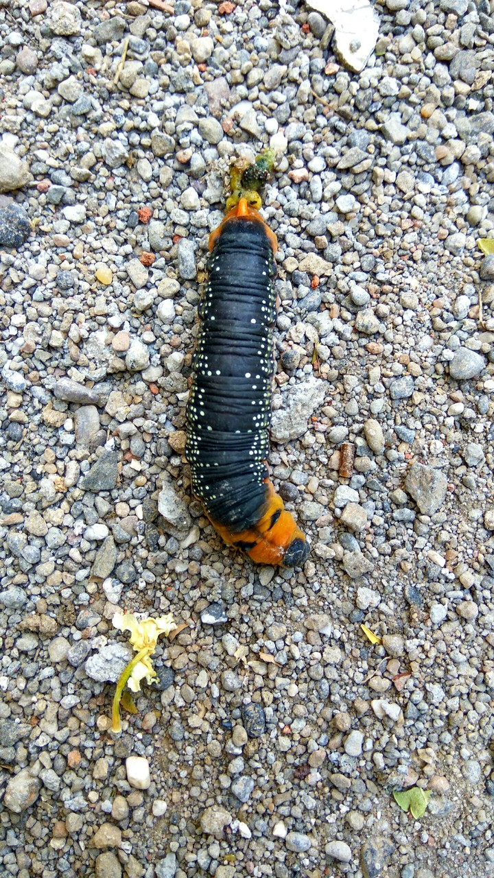 unknown.... insect