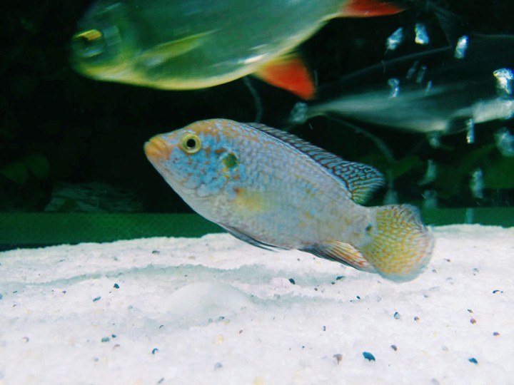 fish