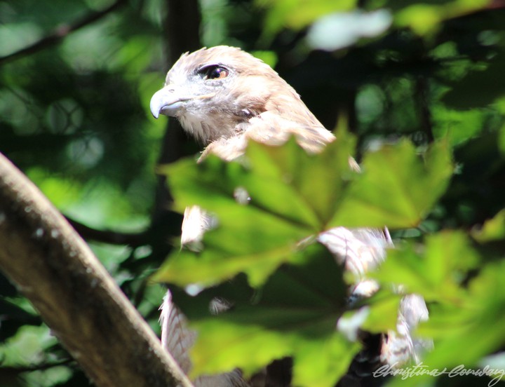 Hawk