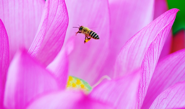 蓮と蜜蜂