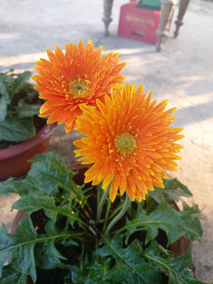 flower