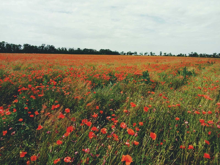 Poppy field