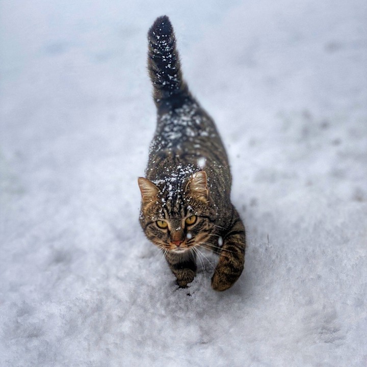 Mini Barn BobCat