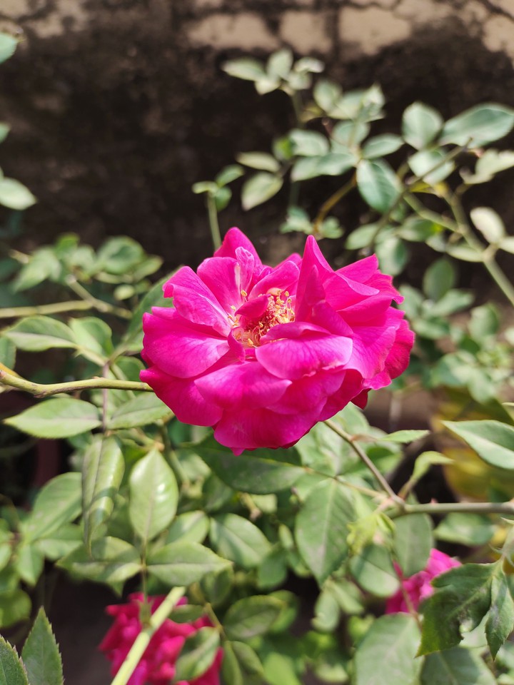 rose